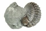 .68" Long, Partially Enrolled Flexicalymene Trilobite - Mt. Orab, Ohio - #201127-1